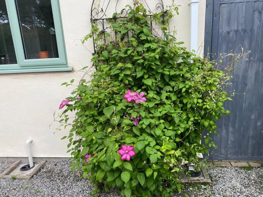 Rural Cosy Retreat For Two Near Port Isaac Apartman Delabole Kültér fotó